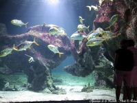 Aquarium de la RochelleAquarium de la Rochelle